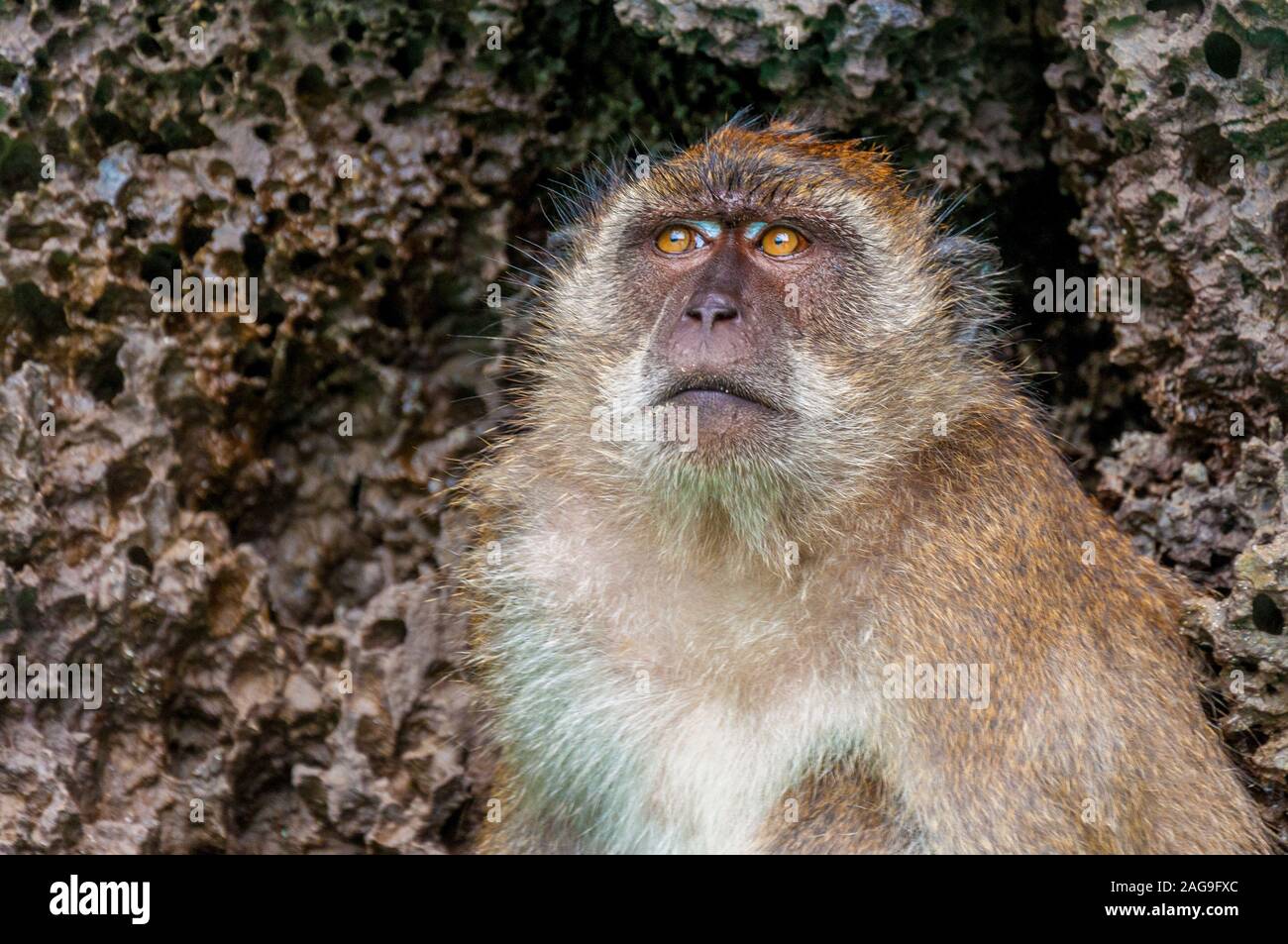 A monkey helped harvest and husking the coconut. Long-tailed monkeys or  long-tailed macaque in Pariaman, not just animals that live in the wild,  but these monkeys are also utilized by the local