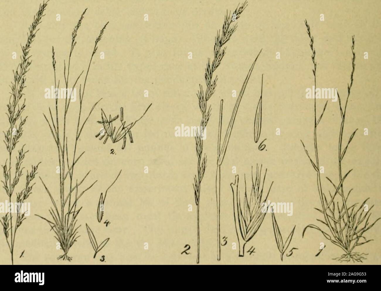 . Grasses and forage plants, by J.B. Killebrew. Herds Grass—Agroslis a I ha. Timothy—Phhuni piv/fiis,-. Tall Mfadoiv Fescue—Frstiica elatior.. Meadow Oat Grass—Anlinuitlinavenareuni. /firuma! Alr (,iass/.(&gt;/ium f&gt;fr,nne. Imvk ImIOKTANT Mkadow Grassks. PART HI.MEAD0W5 AND THEIR MANAGEMENT. Upon the proper selection of soils and situations for meadows willdepend largely their permanency and their productiveness. The soil, itscondition and situation are the most important elements of success.Above all things the soil must be fertile, or it should be made so by abund-ant fertilization. Poor Stock Photo