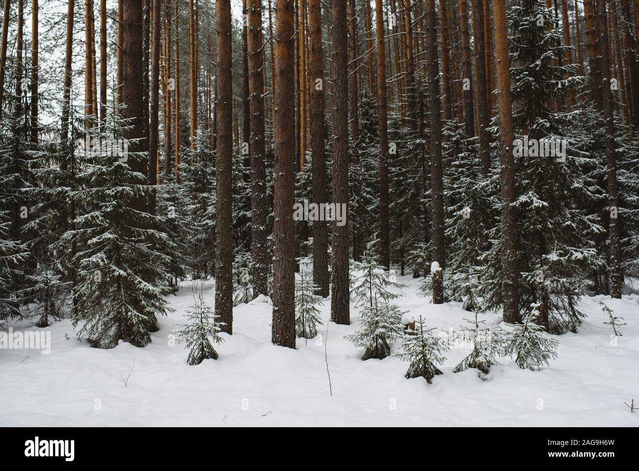 Winter forest landscape. Groups of firs are covered with thin light snow. Stock Photo