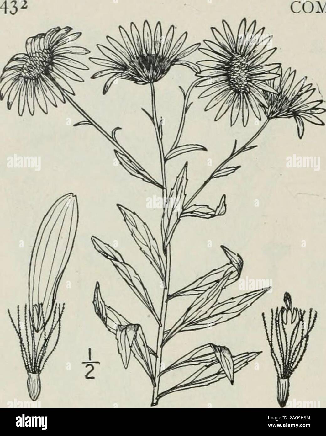 . An illustrated flora of the northern United States, Canada and the British possessions : from Newfoundland to the parallel of the southern boundary of Virginia and from the Atlantic Ocean westward to the 102nd meridian. COMPOSITAE. Vol. III. 70. Aster nemoralis Ait. Bog Aster.Fig. 4351- Aster nemoralis Ait. Hort. Kew. 3: 198. 1789.Aster nemoralis Blakei Porter, Bull. Torn Club 21 :311. 1894. Stem puberulent, slender, simple, 01^ corym-bosely branched above, 6-2° high. Leaves ses-sile, oblong-lanceolate or linear-oblong, acute ateach end, pubescent or puberulent on both sides,dentate or entir Stock Photo