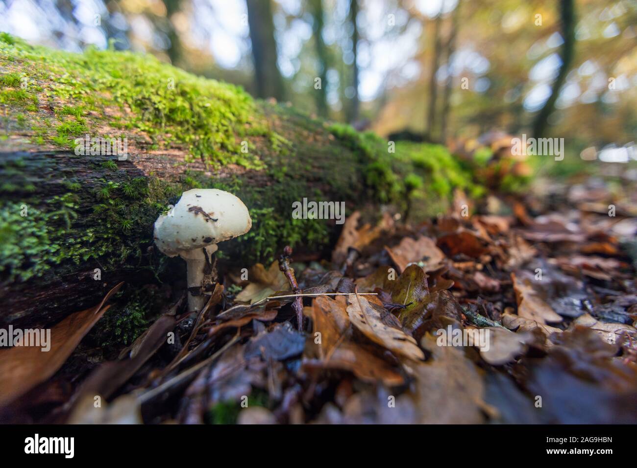 A single white mushroom near tree moss in dried leaves in the New Forest, near Brockenhurst, UK Stock Photo