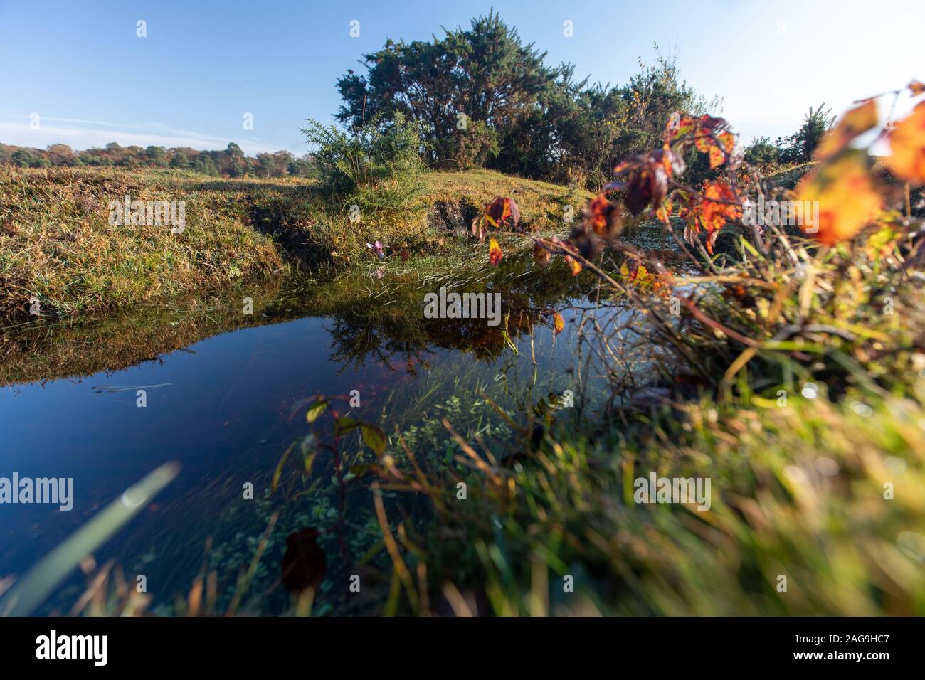 New england trees near ocean hi-res stock photography and images - Alamy