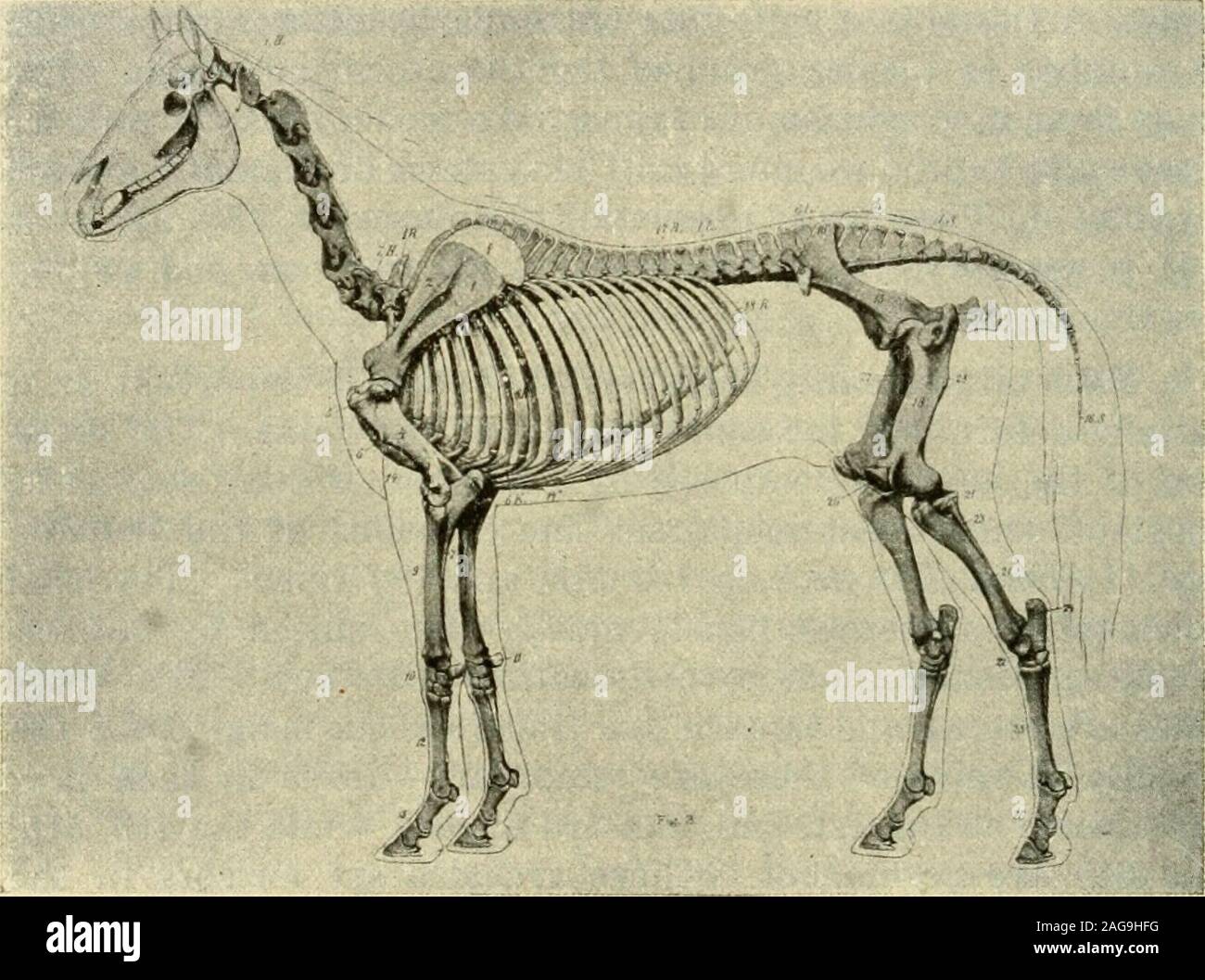 Types And Market Classes Of Live Stock Ed By The Time The Animal Is 41 9 Years Old The Vertebral Column Is A Chain Of 54 To 56 Irregular Bones Vertebrae Extending From