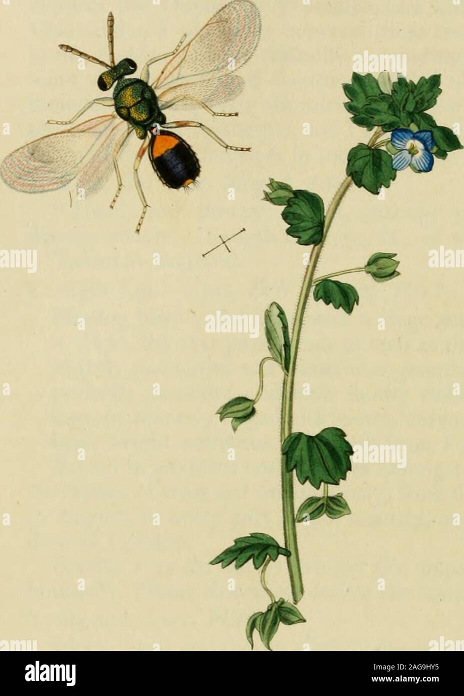 . British entomology; being illustrations and descriptions of the genera of insects found in Great Britain and Ireland: containing coloured figures from nature of the most rare and beautiful species, and in many instances of the plants upon which they are found. ^ line.Found in pastures and marshes amongst the grass, also onthe foliage of trees not uncommonly, from the middle of Aprilto August, in every part of the countiy, and even in the gar-dens of London. Bouche says the larvae inhabit the pupae of the commonhouse-fly, Musca domestica, eating the intestines. 3. nigripes Curt, MSS. Black, h Stock Photo