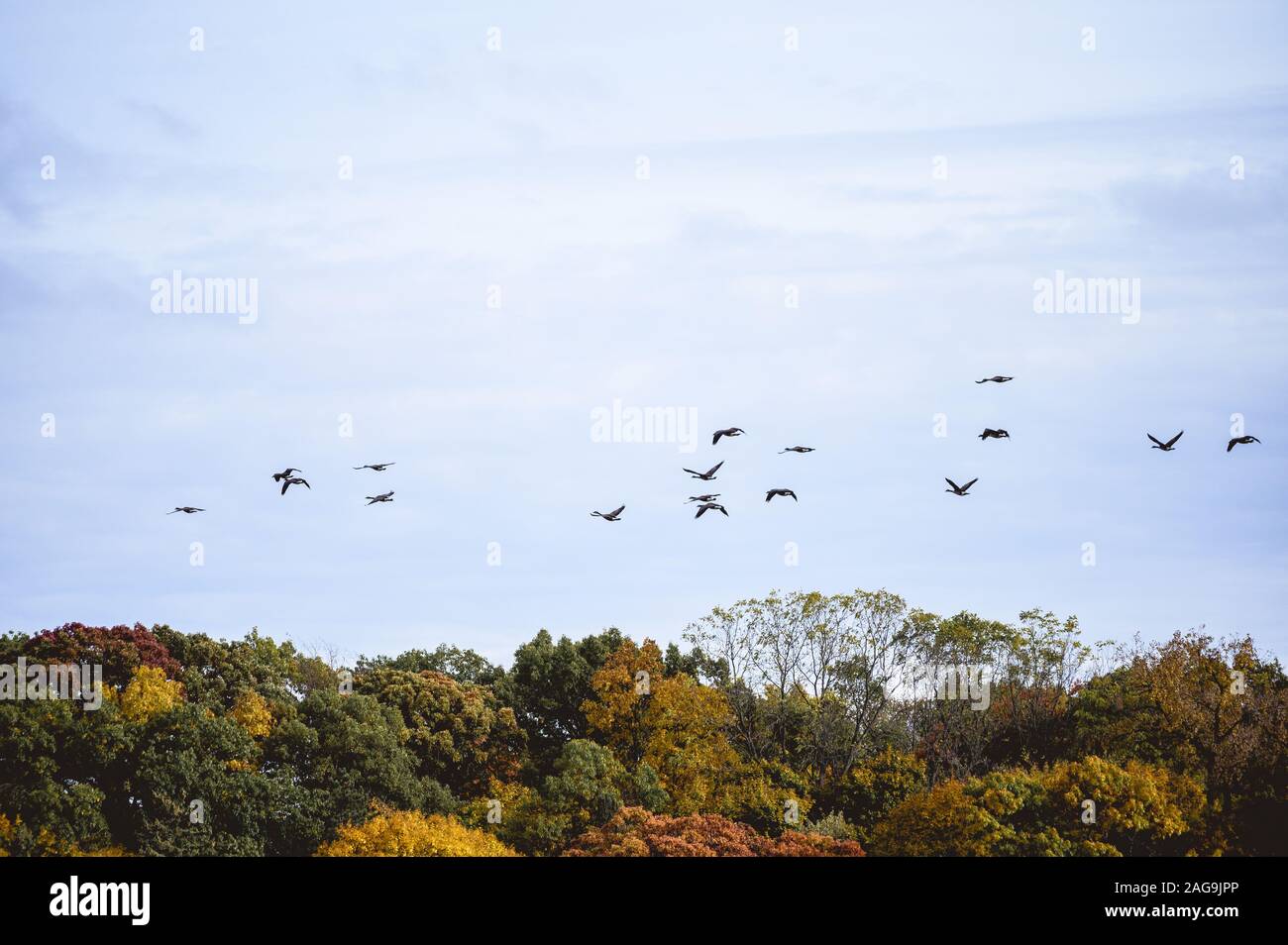 Beautiful shot of birds flying over trees with a blue sky in the background Stock Photo