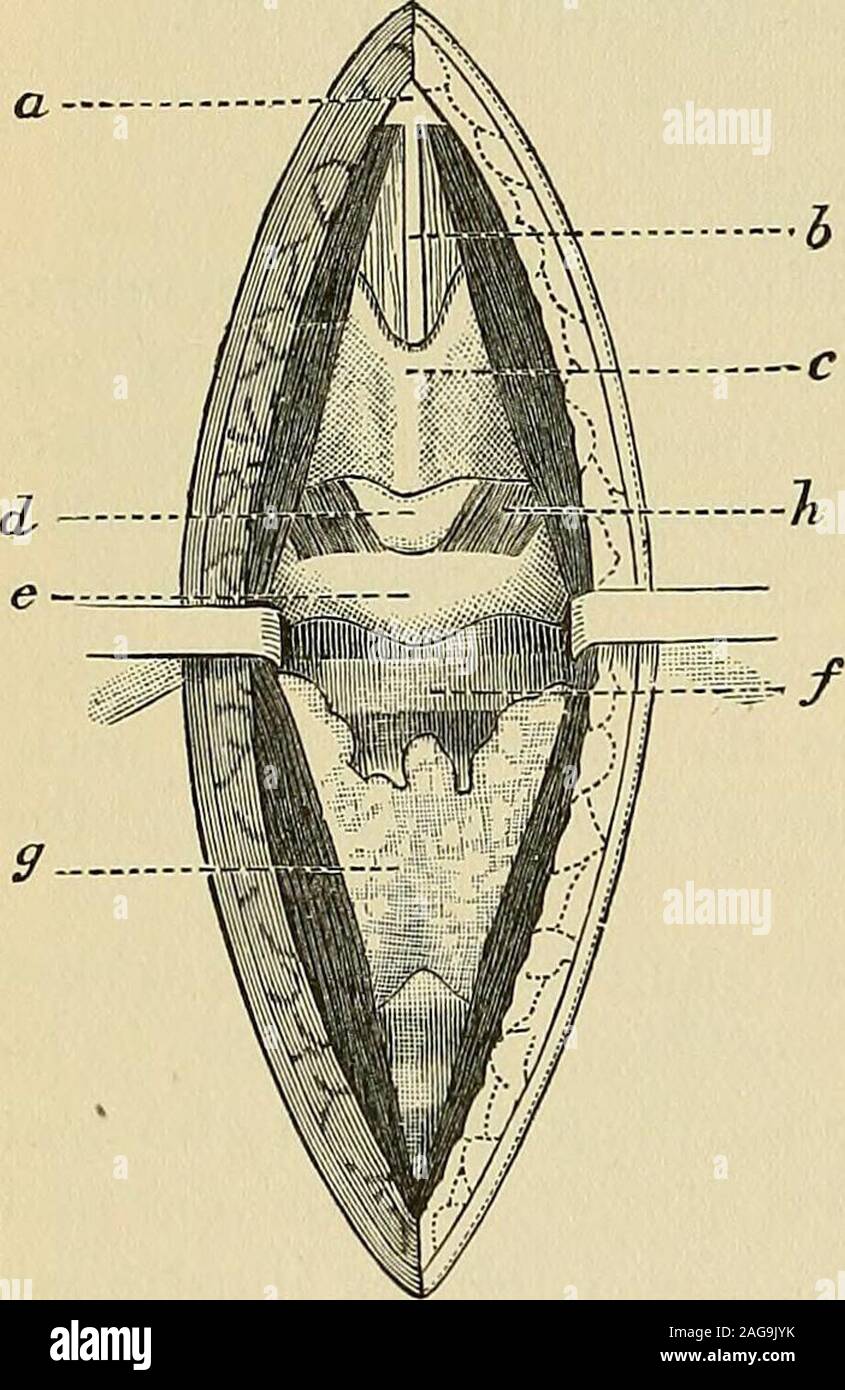 Operative Surgery E The Small Venous Trunks Which Runacross The Tracheal And Laryngeal Region Without Any Definitely Established Relation Ship And Which Return Their Blood Chieflyinto The Superior Thyroid Veins Fig 863 The Anterior