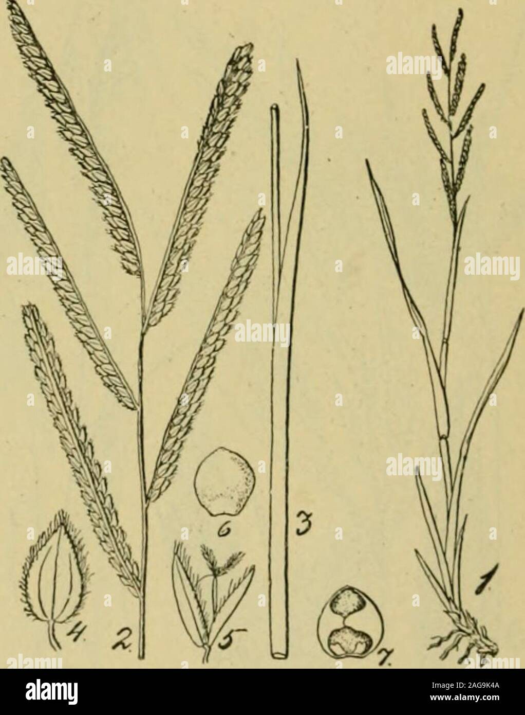 . Grasses and forage plants, by J.B. Killebrew. cing a strange grass with unknown qualities that may prove to be anenemy. HAIRY FLOWERED VKSVKJ5^l—{Paspalum ovatum or dilatatinn.—(Pastures.)This is a perennial, said to be a native of Brazil, and is considered anexcellent grass for late pastures, as it makes its principal growth inautumn. Dr. Gattinger, of Nashville, mentions it in his Tennessee Floraas being one of the grasses found in open ground and in grass plots. It 72 grows from two to four feet high and has long narrow leaves. It isgreatly relished by stock and does not appear to have Stock Photo