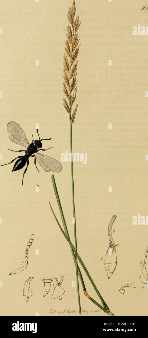 Insects dissection hi-res stock photography and images - Alamy