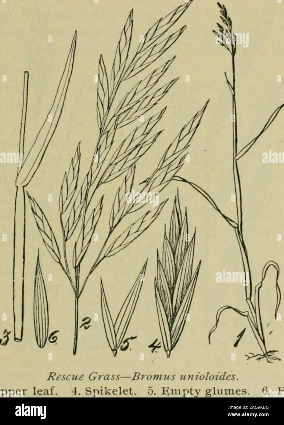 . Grasses and forage plants, by J.B. Killebrew. a simple, open panicle. B, a spikelet,two-flowered, with a sterile rudiment terminating the rachilla. C, one of the broad,lanceolate empty glumes. /), a flowering glume; this hears an awn on the back justbelow the two-toothed apex. /, pistil; the ovarv of which is very hairy. G, lodicules.i  The oat i.s a most useful forage i)lant; but fts culture and uses are well understoodand require no discus.siou here. 71 RESCUE GRASS—AUSTRALIAN OATS—{Brovius unwlotdes.)—{WinterGrazing.)This grass is a native of South America. It is an annual, but as itseeds Stock Photo