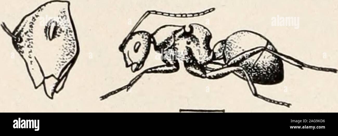 . Ants; their structure, development and behavior. Subfamily IV ...