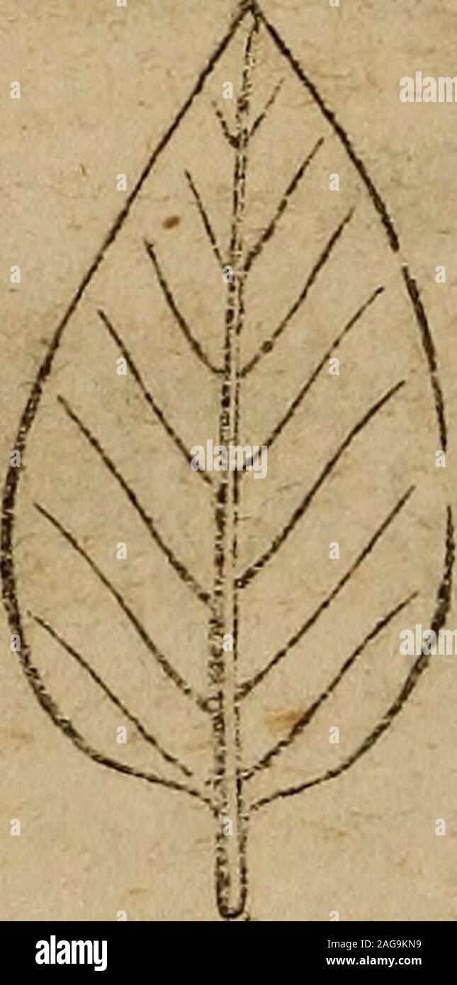. The botanical class-book, and flora of Pennsylvania, designed for seminaries of learning and private classes. i. Orbicular (roundish, Fig. 25) having the longitudinaland cross diameters nearly equal. It is very rare, if ever,that precise examples of this leaf occur in nature. Pyrolarotundifolia and Anagalis (Pimpernel) afford tolerable exam-ples. 2. Eltptical (oval, Fig. 26) having the length greaterthan the breadth, with the curvature equal at both ends.Ex. Lespedeza prostrata. 3. Oblong (narrow oval, Fig, 27) having the lengthseveral times more than the breadth, with the curvature nearlyeq Stock Photo