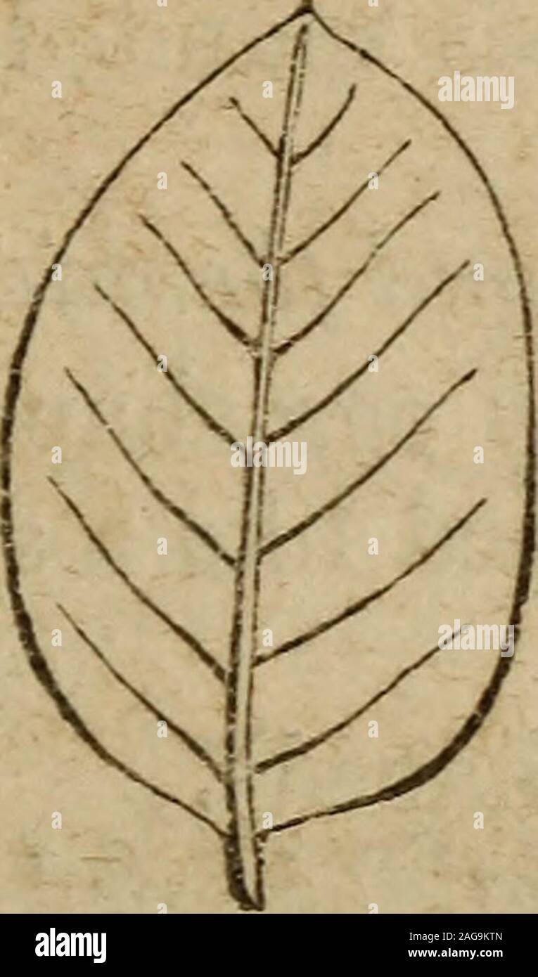 . The botanical class-book, and flora of Pennsylvania, designed for seminaries of learning and private classes. i. Orbicular (roundish, Fig. 25) having the longitudinaland cross diameters nearly equal. It is very rare, if ever,that precise examples of this leaf occur in nature. Pyrolarotundifolia and Anagalis (Pimpernel) afford tolerable exam-ples. 2. Eltptical (oval, Fig. 26) having the length greaterthan the breadth, with the curvature equal at both ends.Ex. Lespedeza prostrata. 3. Oblong (narrow oval, Fig, 27) having the lengthseveral times more than the breadth, with the curvature nearlyeq Stock Photo