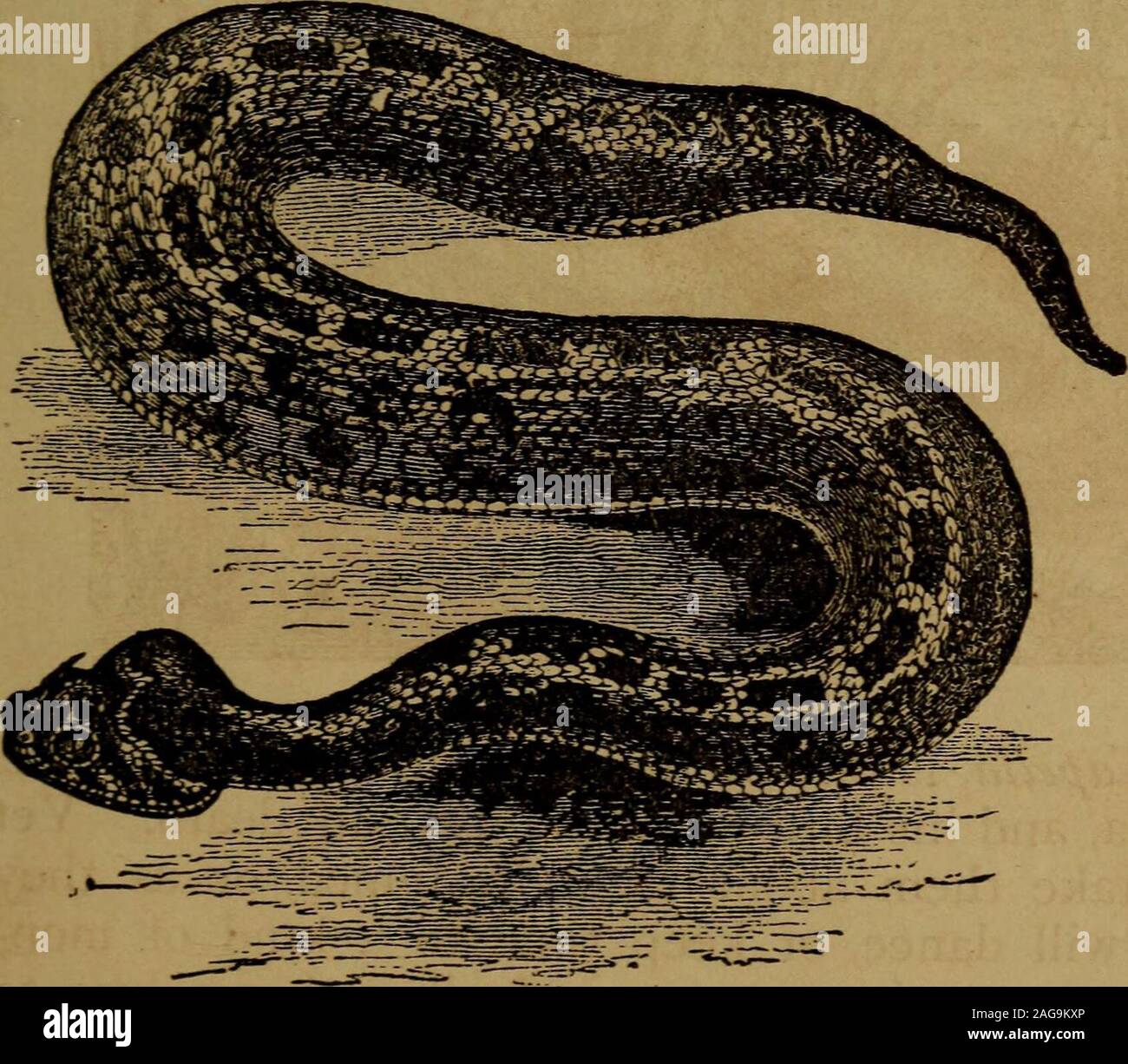 . Little folks in feathers and fur, and others in neither. s, ifnot kept down by the Fer de Lance. You have all heard of our North American venomous snake—the Rattle Snake. I need not tell you about his peculiar way ofwarning people to get out of his way, by his rattle. He lives onrats and mice, reptiles and small birds. When the weather getstoo cold for him, he retires to some quiet place—a hole in a rockor a cave, or the wet ground, under some patch of long-leavedmoss. There he will curl up with five or six other snakes, andspend his long winter. The last pictureI shall give you, is ofa Horn Stock Photo