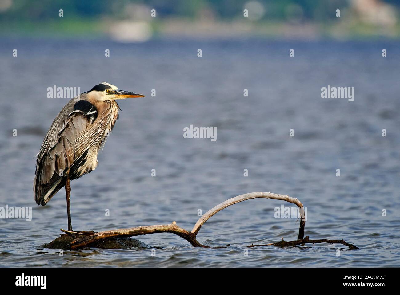 Great Blue Heron standing on log. Stock Photo