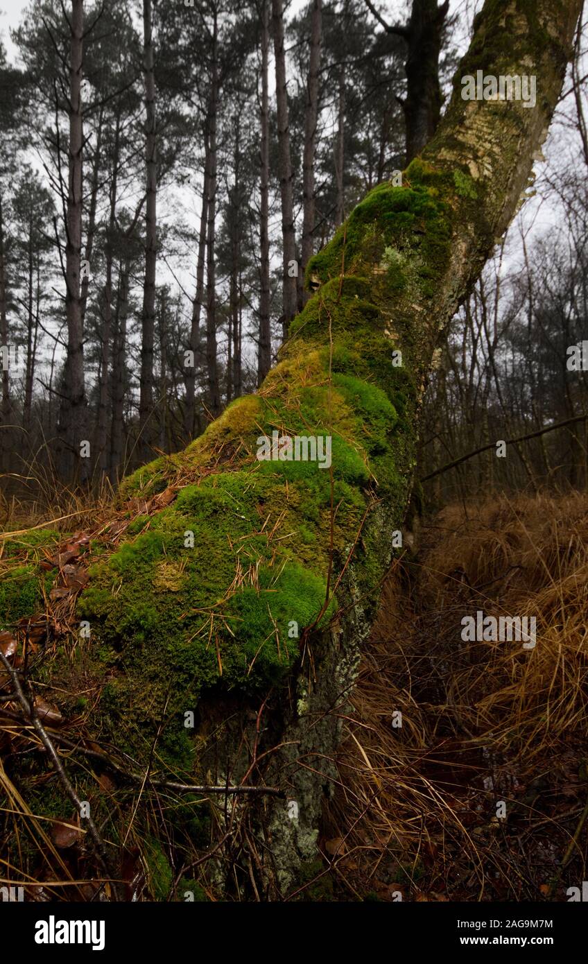 Moss covered Birch tree next to a small ditch in a swampy area Stock Photo