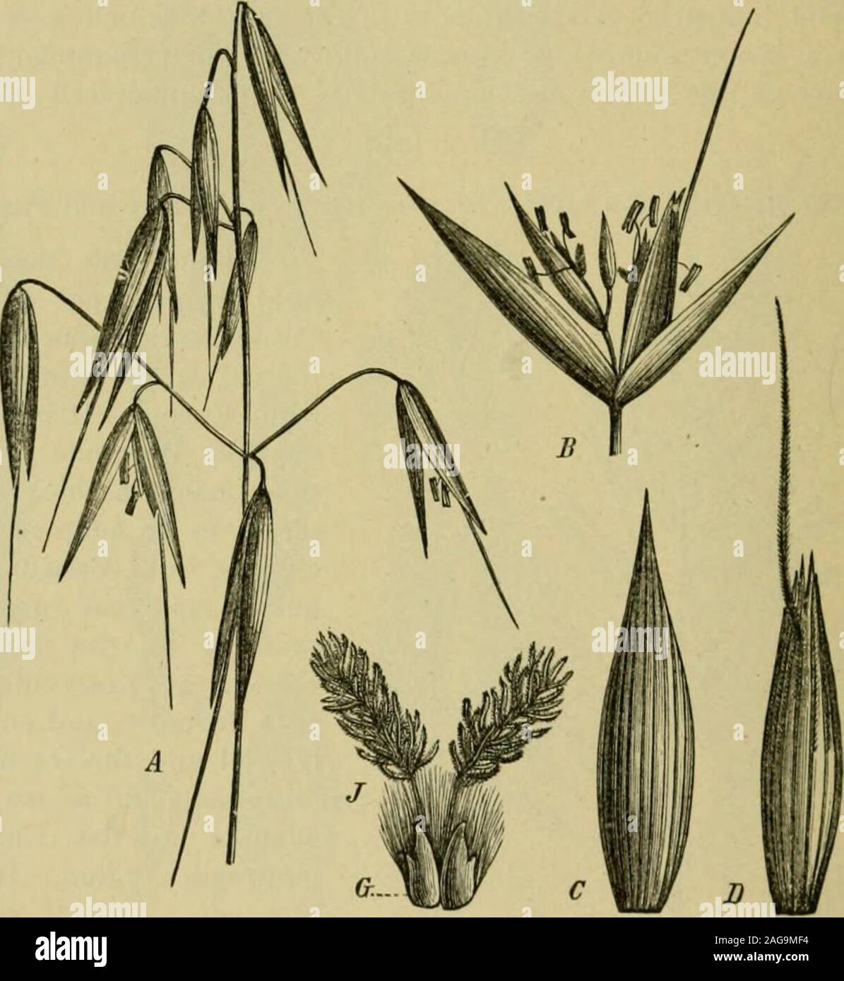 . Grasses and forage plants, by J.B. Killebrew. Smooth Btome Grass—Bromus inermis.Panicle. .J. Upper leaf. 1. Spikelet. 5, Uinptyglumes, (i, 7. Floral glume.. Botanical De r,pt, of Oats—Arena saliva. A, a portion of the inflorescence which is a simple, open panicle. B, a spikelet,two-flowered, with a sterile rudiment terminating the rachilla. C, one of the broad,lanceolate empty glumes. /), a flowering glume; this hears an awn on the back justbelow the two-toothed apex. /, pistil; the ovarv of which is very hairy. G, lodicules.i  The oat i.s a most useful forage i)lant; but fts culture and use Stock Photo