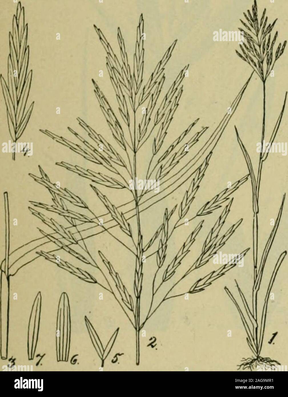 . Grasses and forage plants, by J.B. Killebrew. se soils and so may be welladapted to the Cumberlandmountain region. It grows,however, more vigorouslyupon good soils. It is difificultto exterminate, but not somuch so as Bermuda or John-son grass. It possibly maysupply a want on the gravelly soils of East Tennessee and of the siliceoussoils of the highland rim. Its introduction, however, is attended withsome risk. It remains green the greater part of the winter and is desira-ble as a winter pasture. It is said to be low in its nutritive elements. Abushel of seed weighs 14 pounds and sells for $ Stock Photo