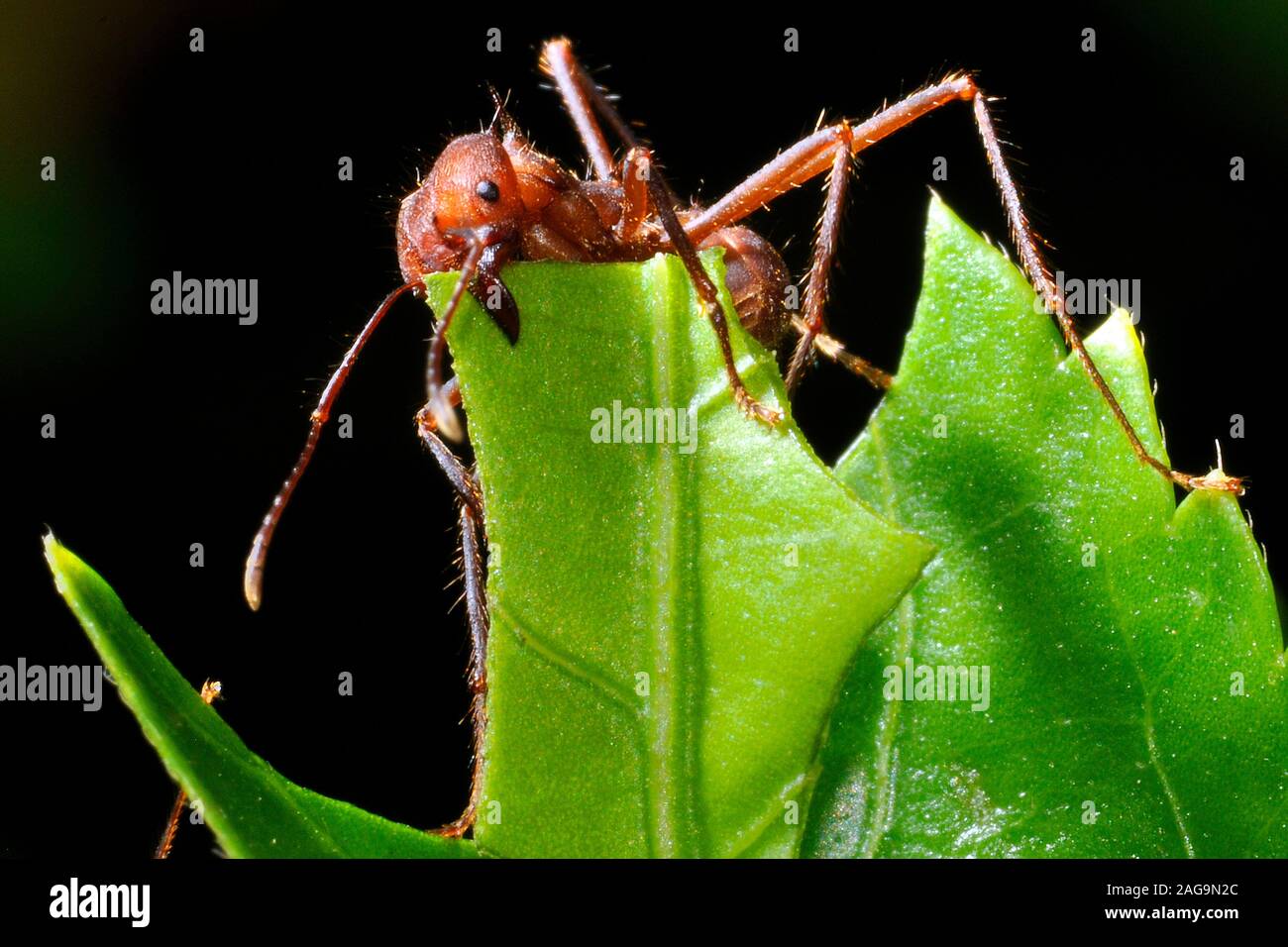 Leaf-Cutter Ant (Atta cephalotes), Costa Rica Stock Photo