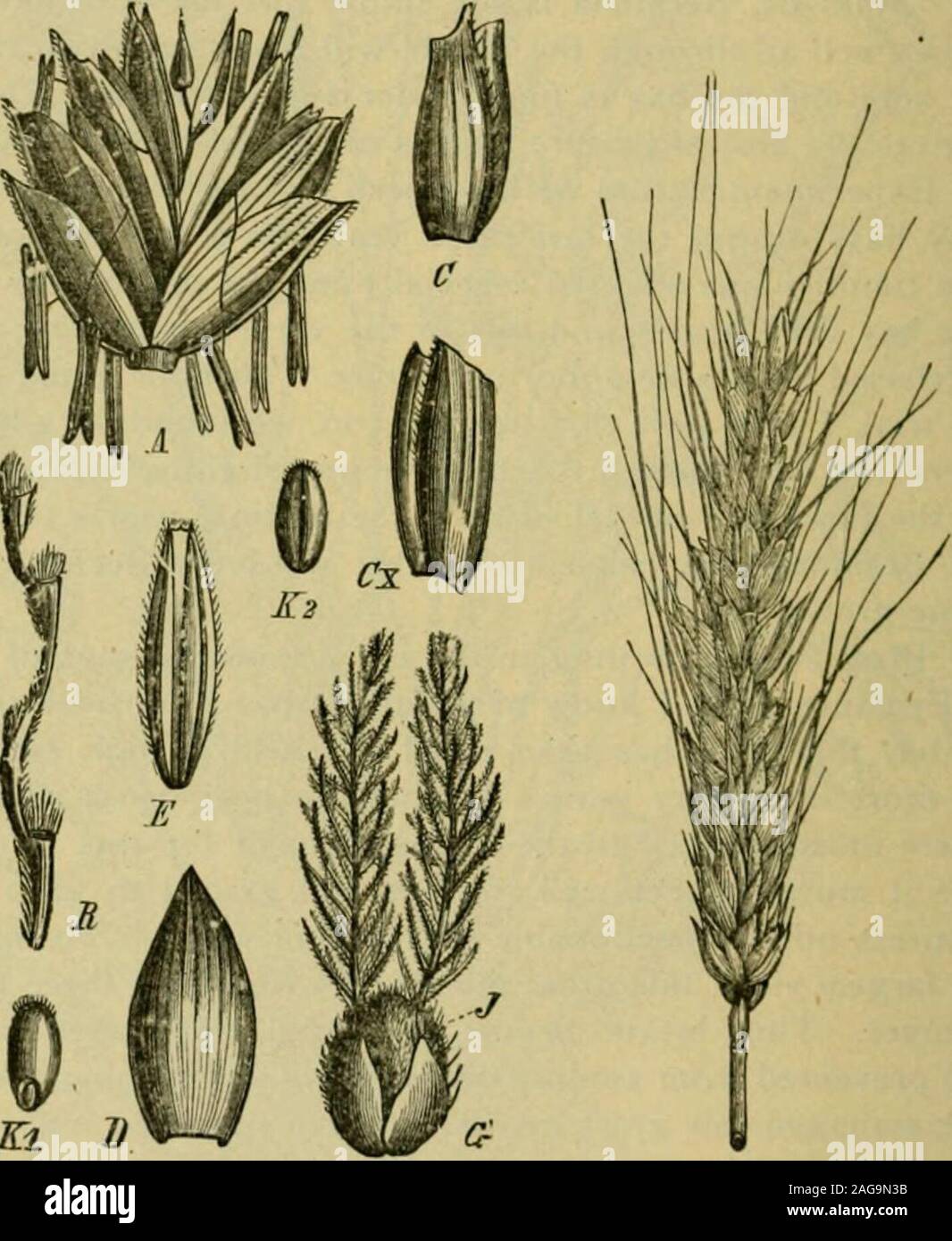 . Grasses and forage plants, by J.B. Killebrew. as not receivedthe attention from the people of the South which the subject merits. Nograss will bear tramping so well in all kinds of weather. The SouthernStates are the largest producers of cotton in the world; they should rivalor surpass Australia in the production of wool. On the same plantationswhere cotton grows best. Bermuda grass finds its most congenial home.The cheapest wool should be produced on the same fields that producethe cheapest cotton. One acre of Bermuda grass well established on soilsentirely adapted to its growth will carry Stock Photo