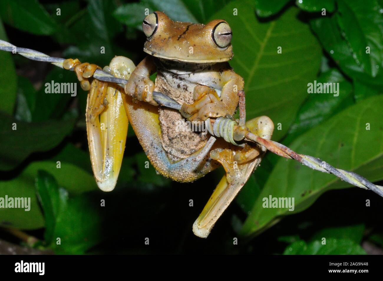Gladiator Frog - Hypsiboas rosenbergi, Costa Rica, Stock Photo