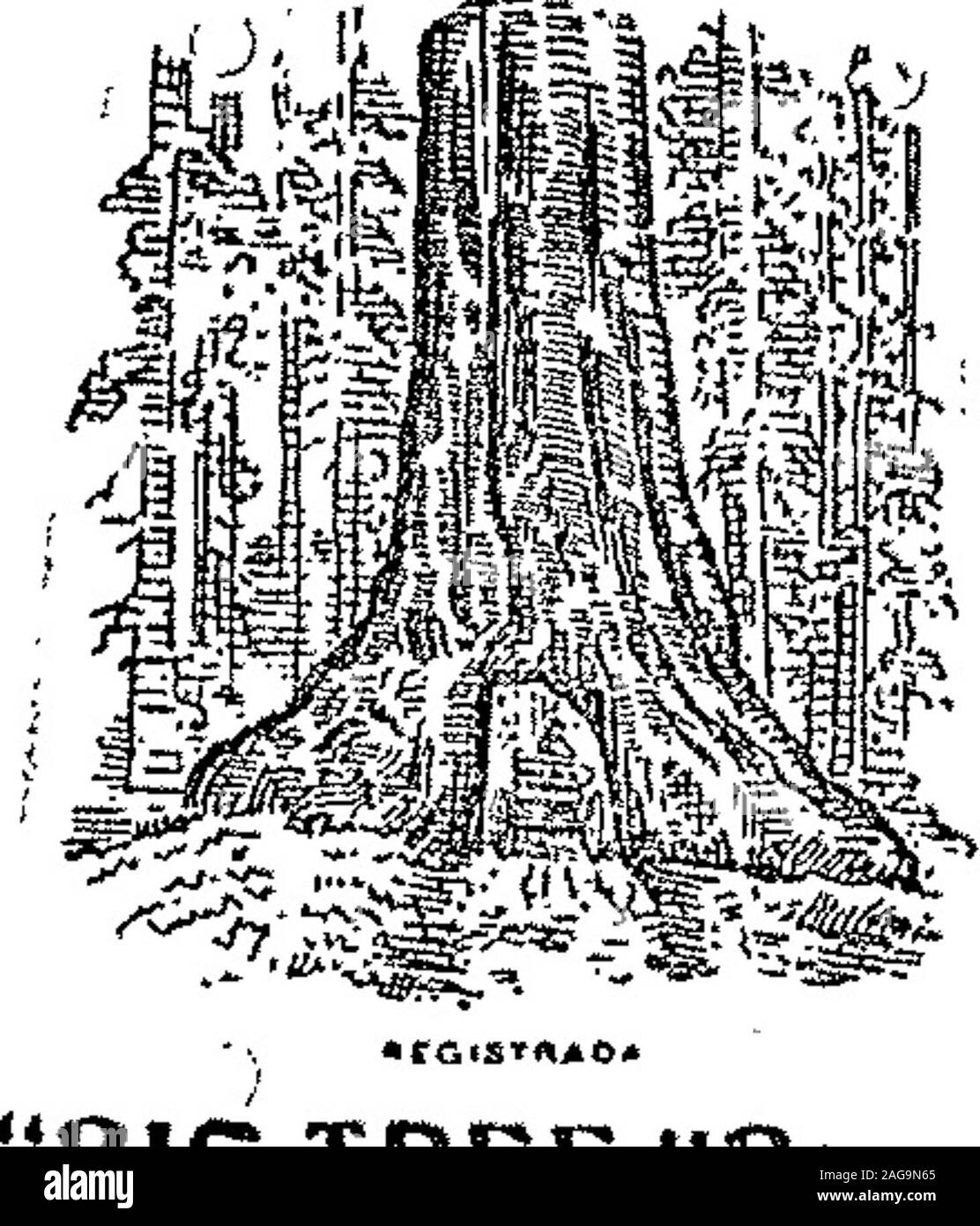 . Boletín Oficial de la República Argentina. 1906 1ra sección. , SXIÍÍSPI tAStaMATUSS ?su» t^twsrcetfrut&traut,ff Mayo 28 de 1906.-T. LafeuHkde. - Artícu-os de la clase 68. v-4-junio. üettóao. JrT.S78. BIG TREE lBrand Mayo 28 de I906.-Societá Anónima Con-serve Alimentan eLavorazione Latta-Artícu-los de las clases 62 y 63. v-4-junio. Aeía «o Í7.S70 «LUTETIA» Mayo 23 de I906.-Augusto Montigny.-Artículos de las clases 1 á 79 y lechería 80.. v-lo-junio. Mayo 23 de 1906,-Alasdair S. Mackintosh-Aifículos de las clases 1, 9, 12, 14, 58, 61á 67 y 70. v-2-junio. ?&lt;TH!OPHOSPHST» Mayo 22 de 1906. -Alt Stock Photo