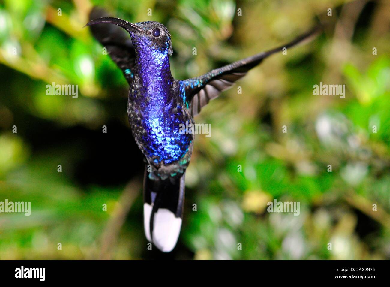 Violet Sabrewing, Campylopterus hemileucurus, Costa Rica Stock Photo
