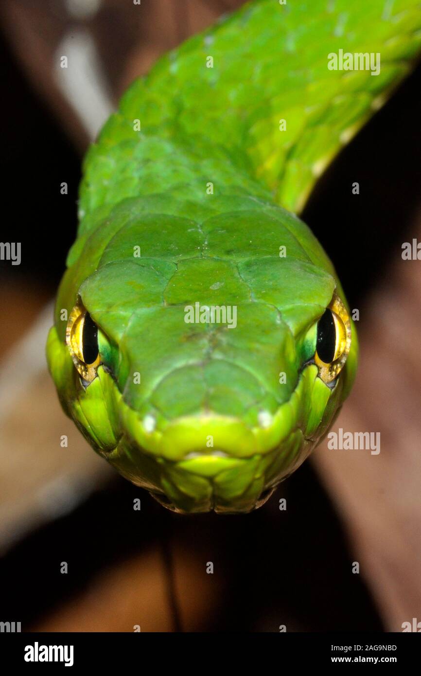 Green vine snake, Oxybelis fulgidus, Costa Rica Stock Photo