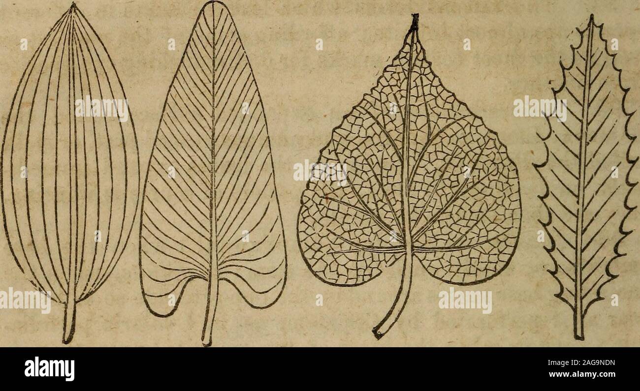 . The botanical class-book, and flora of Pennsylvania, designed for seminaries of learning and private classes. petiole is branched. In a truly com-pound leaf the separate blades or leaflets are generally articu-lated, (jointed) with the main petiole, and fall off separatelyjust as the petiole separates from the stem, as in the Walnut,while the divisions of a simple leaf, however deep they maybe, never fall off separately.. VENATION. 98. The projecting lines on the under surface of a leaf aretermed veins, and their distribution Venation. The veins aredistributed through the blade in two princi Stock Photo