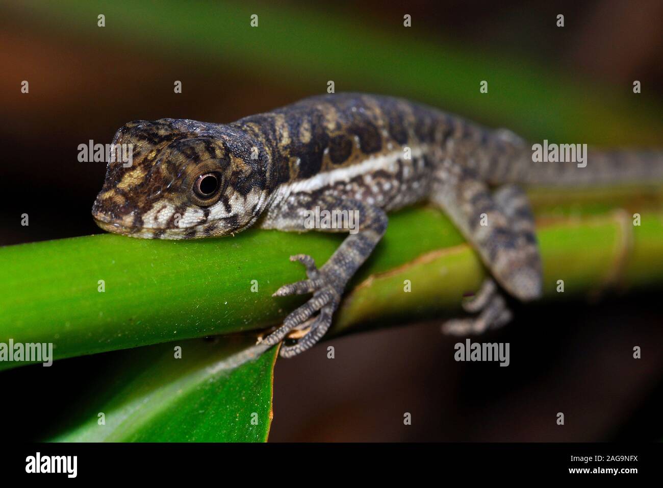 Pug nosed anole, Norops capito, Costa Rica, Stock Photo