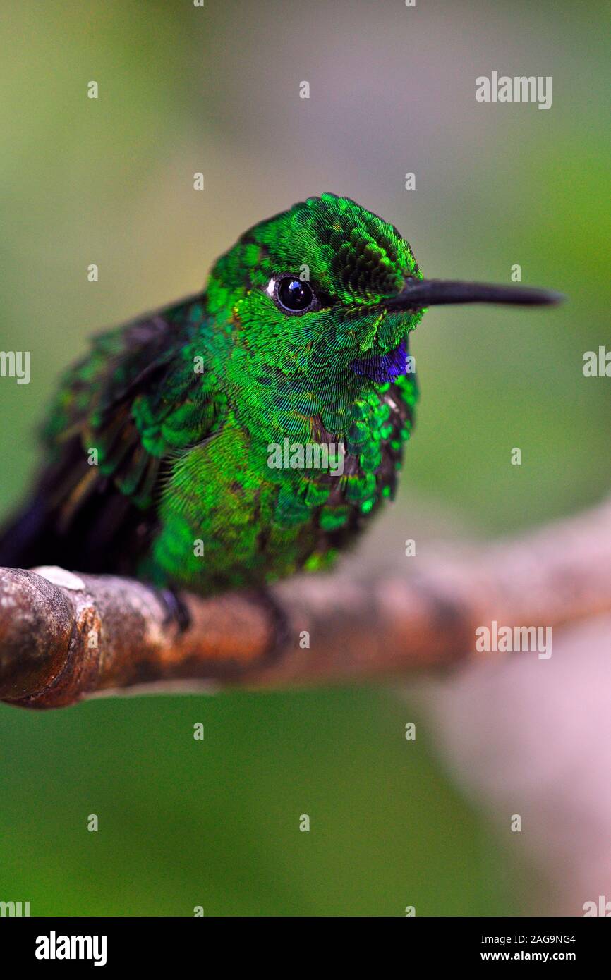 Fiery-throated Hummingbird, Panterpe insignis, Costa Rica Stock Photo