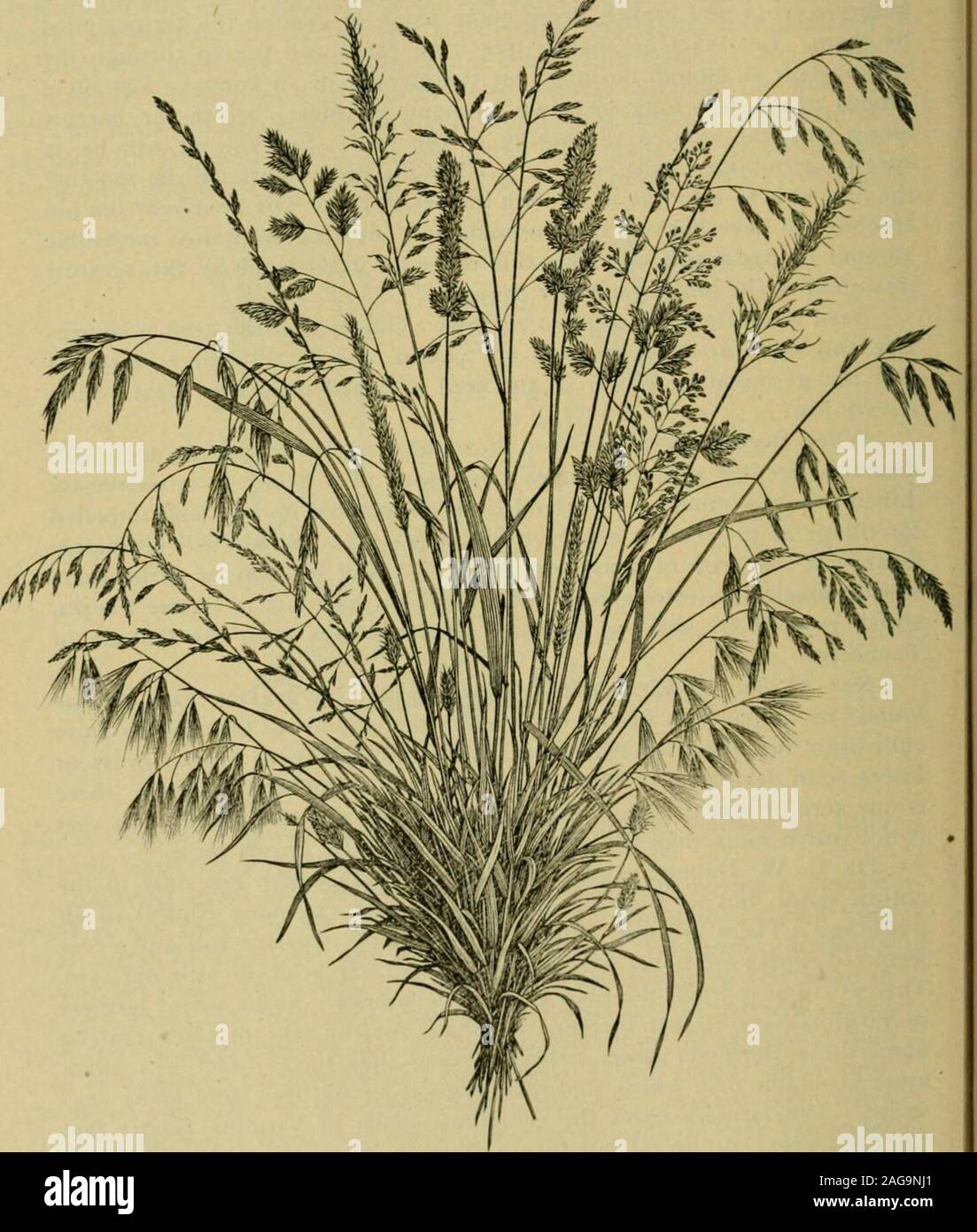 . Grasses and forage plants, by J.B. Killebrew. ne head of cattle per acre.This will almost equal the blue grass in Kentucky. Some wheat farmersin Virginia have almost surrendered tillage for the sake of cattle rearingupon these Bermuda grass fields, because they have found live stockmore profitable than wheat, and their present pursuit free from many vex-ations. The farmers upon the red-wheat lands of Virginia report thatBermuda prass can be entirely dispossessed by turning it under and keep-ing it constantly under the plow for two or three years. In this case theyadvise, after taking ofT the Stock Photo