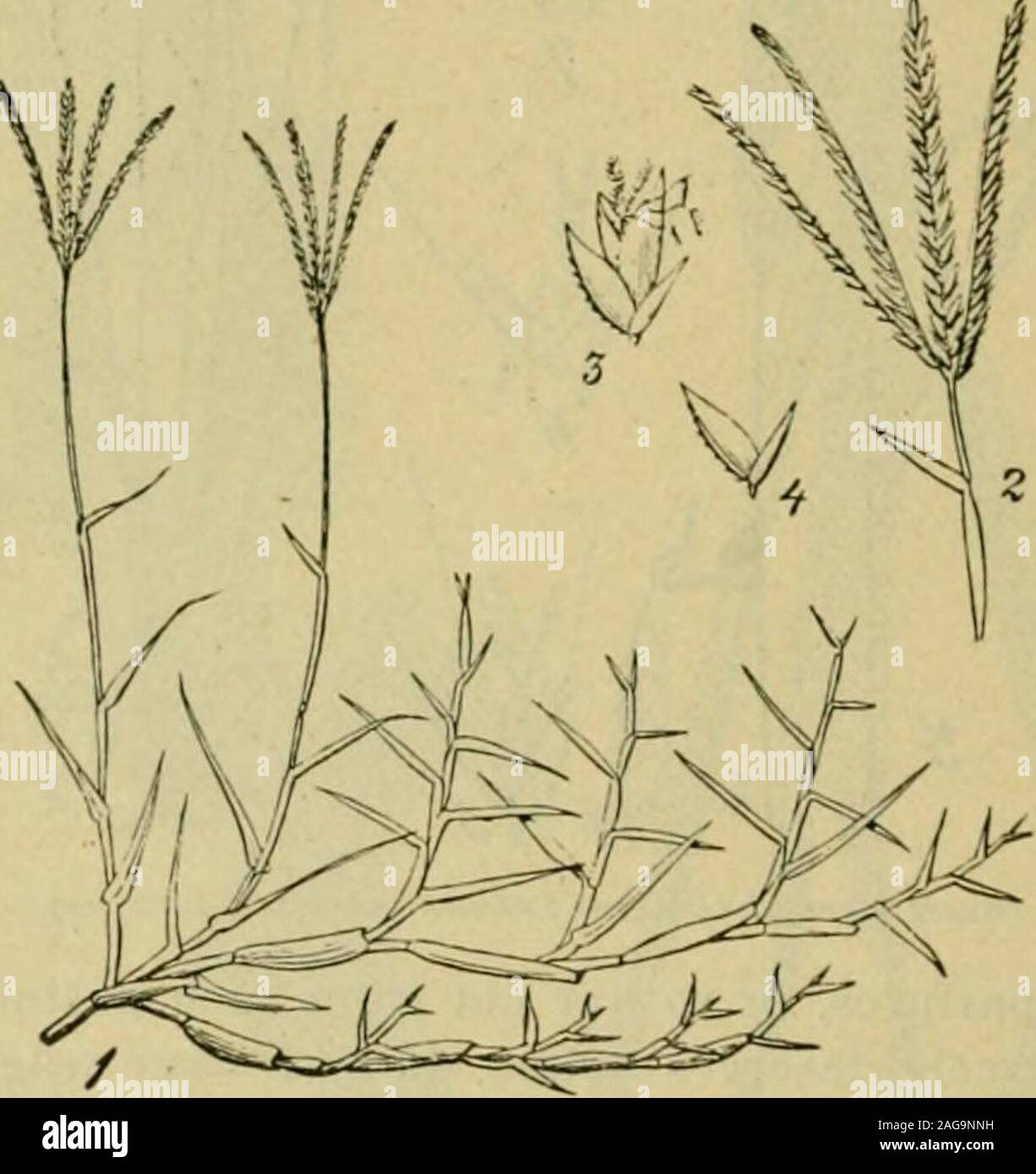 . Grasses and forage plants, by J.B. Killebrew. SS—{Cyfiodon Z^rt^r/v/ow.)—Pasture and Meadow.) Bermuda grass is of little or no value when grown above the 37thdegree of north latitude. It is the child of the sun and luxuriates in atropical or semi-tropical climate. It cannot stand the rigorous winters of ()i the northern states. The value of this grass has rarely been appreciated.Because it is a most troublesome weed in tillage it has been decried asalmost worthless by a large class of planters in the south, who want cornand cotton and not grass and stock. Though regarded as a nuisance itsmer Stock Photo