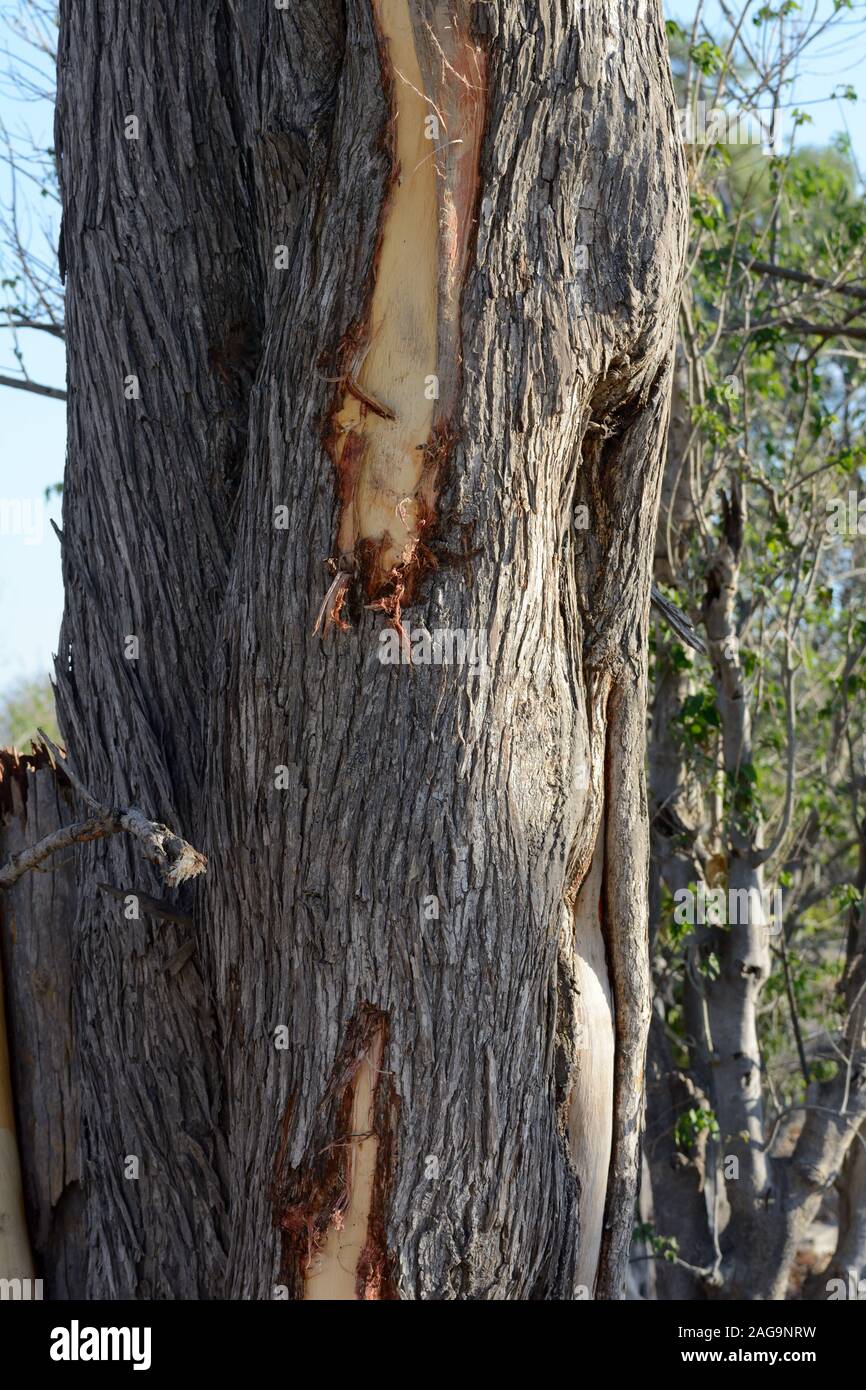 Damage To Tree Bark High Resolution Stock Photography and Images Alamy