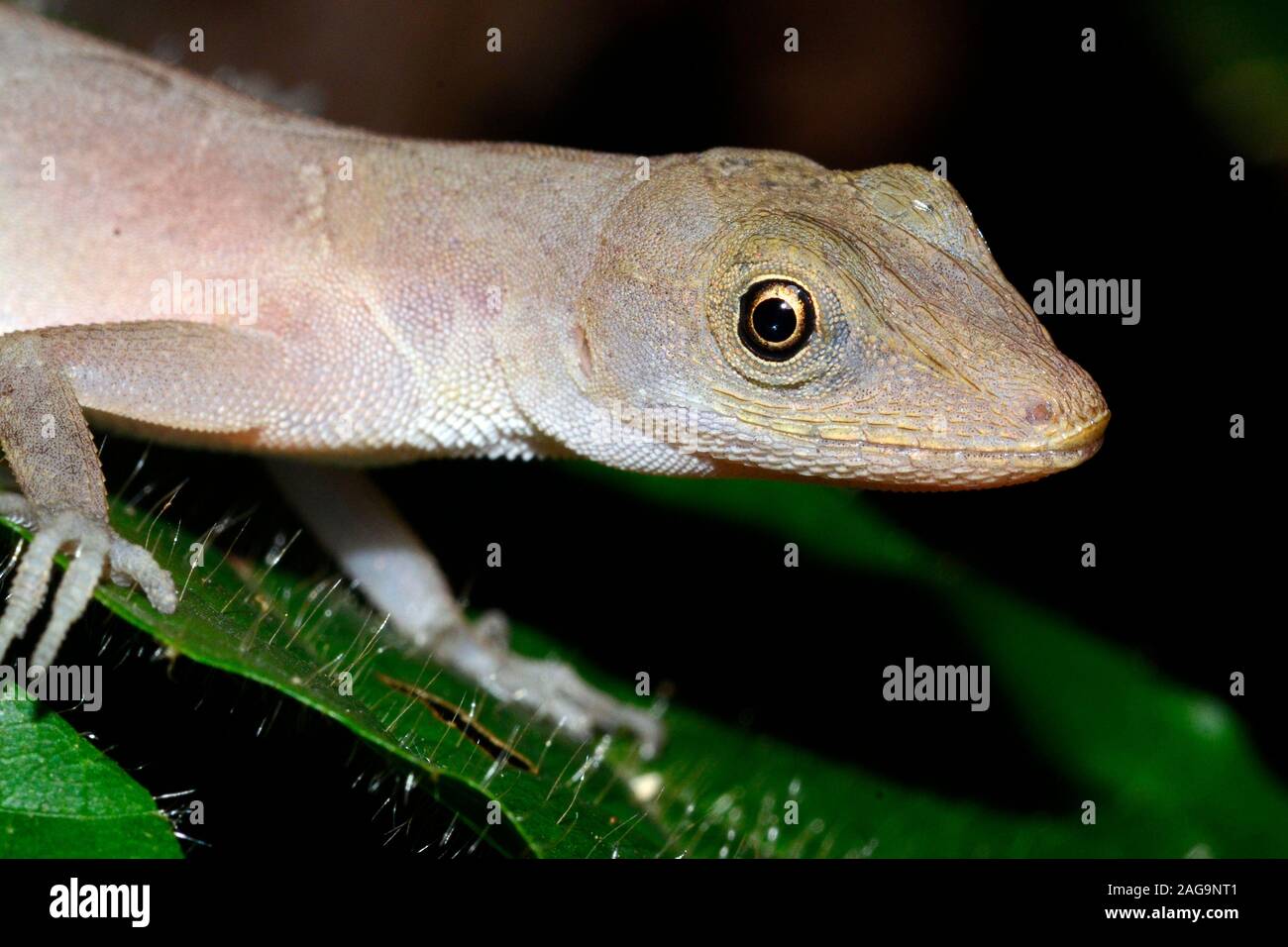 Slender anole, norops limifrons, Costa Rica. Stock Photo