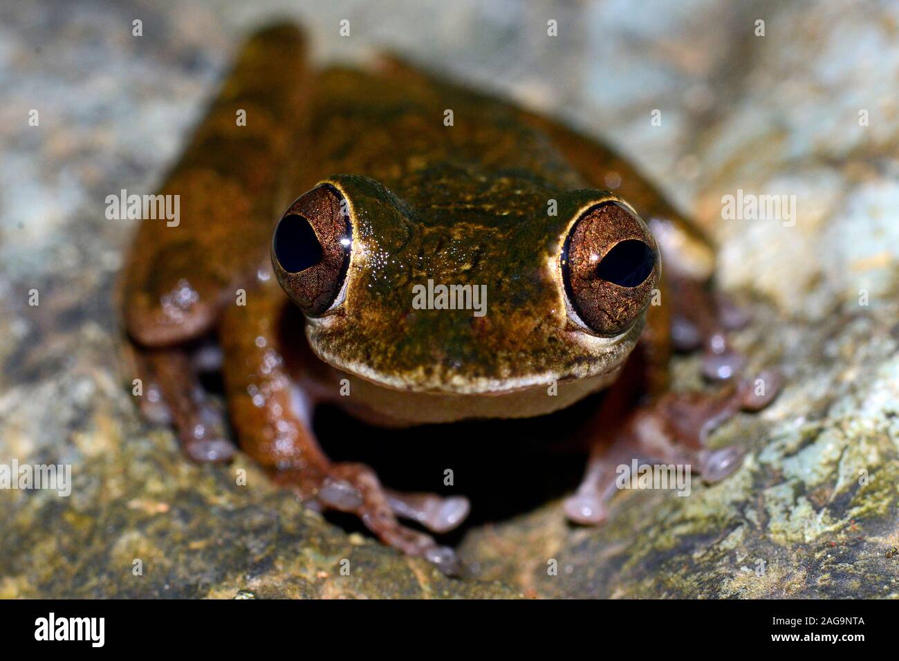 Olive-snouted Treefrog - Scinax elaeochroa, near Monte Verde, Costa Rica, Stock Photo