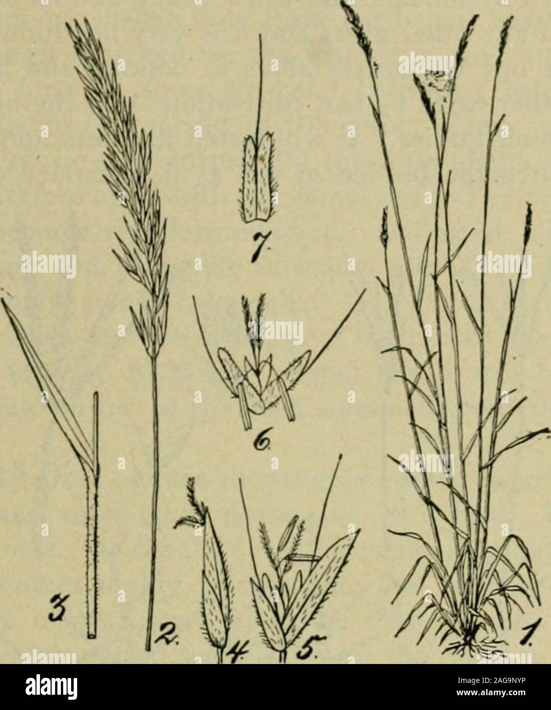 . Grasses and forage plants, by J.B. Killebrew. Tf.va.t Blur Grass—huj arachnifeiII. Spikelct. /. 1-lowering khi 63 SWEET VERNAL GRASS—{An^/ioxafi^/ium odom/ui/i. ]—{Fastures.)This is a perennial pasture grass and is only valuable because it is oneof the first to shoot up its green leaves in the spring and one of the lastto disappear in cold weather. It is almost worthless when sown alone but. Sweet Vernal Grass—Anllio.raiitlitim odoratunf. it imparts to the pastures, or to hay cut from such pastures, an agreeablefragrance. It scarcely deserves notice, as its foliage when green is bitterto the Stock Photo