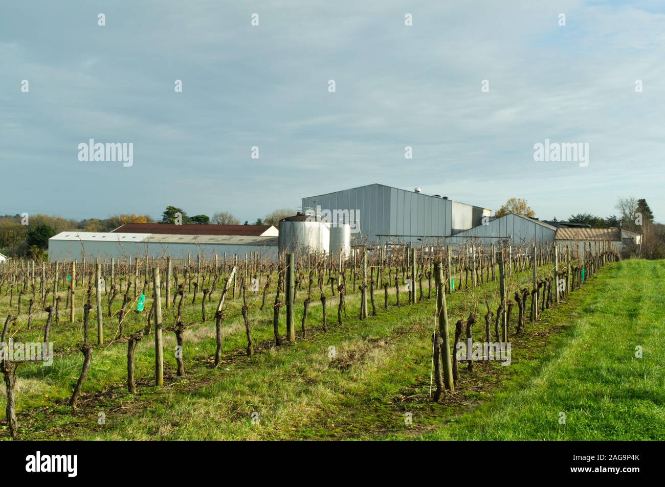 The winery of Berticot  and Graman viewed through the vinyard of winter vines at Landerrouat, Bordeaux wine region, Gironde, France. Stock Photo