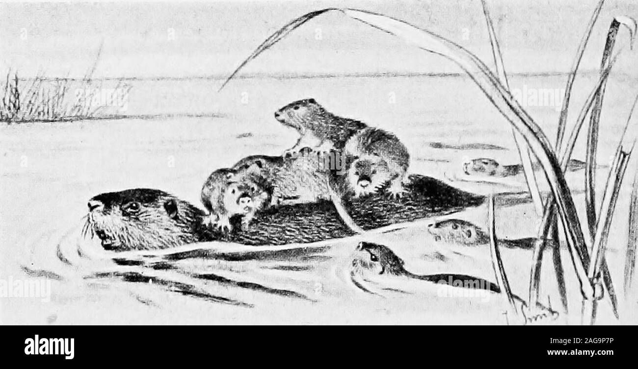 . The naturalist in La Plata. the whole of the pampas; but in a country wherethe wisdom of a Sir William Harcourt was neverneeded to slip the leash, this king of the Rodentiais now nearly extinct. A common rodent is the coypu—Myiopotamuscoypii—yellowish in colour with bright red incisors;a rat in shape, and as large as an otter. It isaquatic, lives in holes in the banks, and where thereare no banks it makes a platform nest among therushes. Of an evening they are all out swimmingand playing in the water, conversing together intheir strange tones, which sound like the moans and 12 The Naturalist Stock Photo