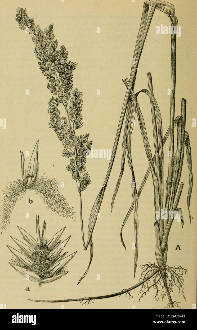 . Grasses and forage plants, by J.B. Killebrew. nd it remains green throughout the year, even in as higha latitude as Tennessee. It grows during the winter months, and bloomsthe latter part of .pril or the first of May. It will stand inore heat andwill resist a drought better than blue grass, while its capacity for grazingis not surpassed by any other southern grass. Any good fertile soils andespecially calcareous loams will grow this grass in rank luxuriance andbeauty. It should take the place of Kentucky blue grass in all soils ex-cept those especially adapted to the growth of the latter, b Stock Photo