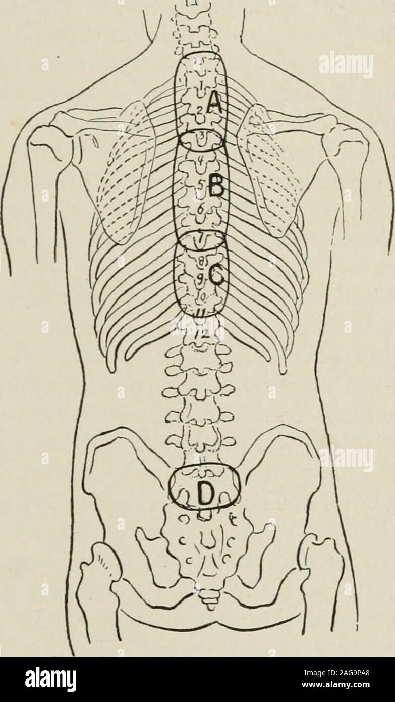 . Materia medica : pharmacology, therapeutics and prescription writing for students and practitioners. ion offlatus by the intestines as theresult of a turpentine stupeapplied to the abdomen,though the intestines have nodirect anatomic connectionwith the anterior abdominalwall; or the effect of a mus-tard foot-bath in pelvic con-gestion; or of a mustard pasteon the chest in pleurisy orpneumonia. It has beendemonstrated also that coldand heat act reflexly and notdirectly, for the superficialapplication of an ice-bag or ahot-water bag has little ifany effect upon the tempera-ture of a deep-lying Stock Photo