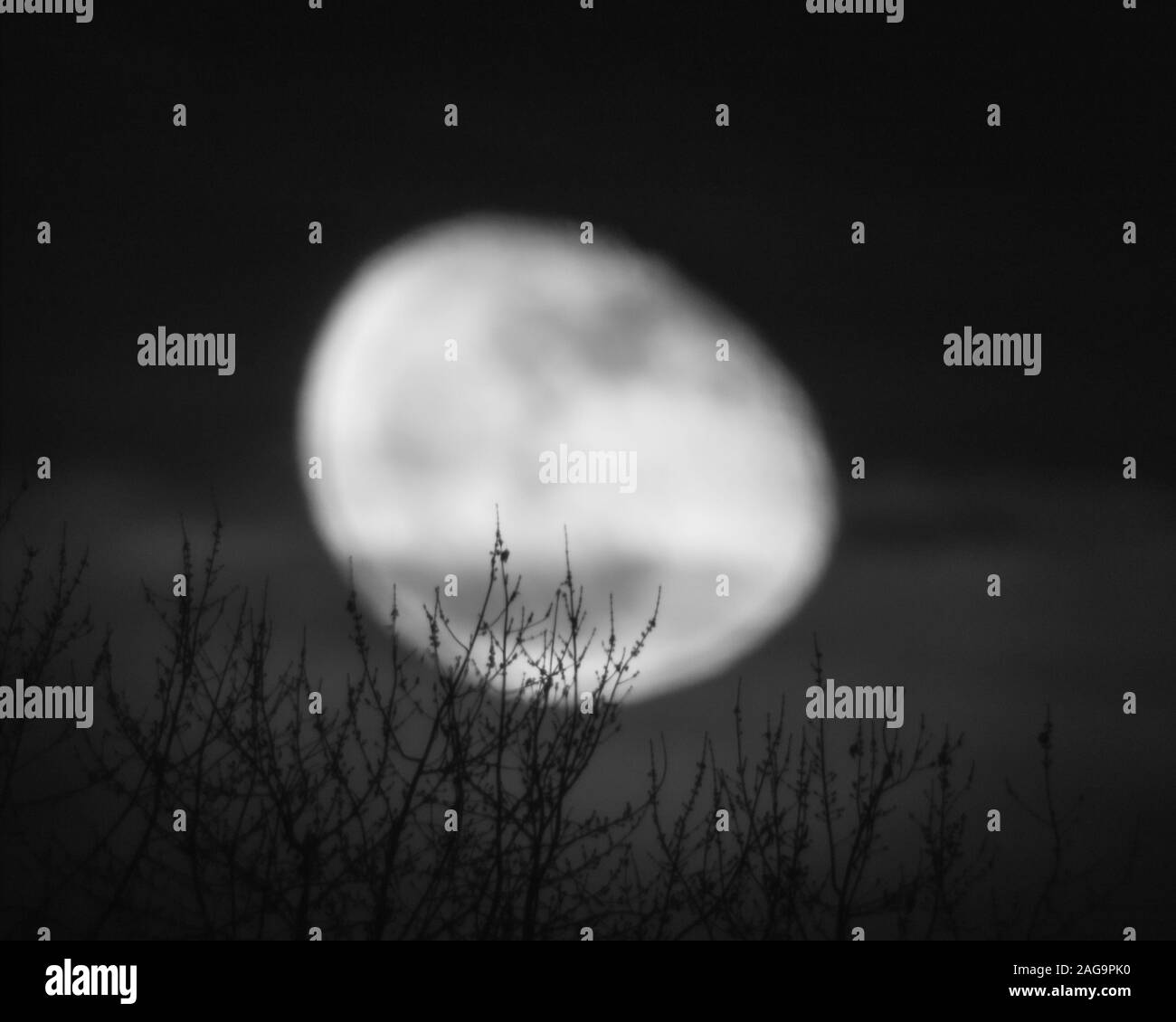 Grayscale shot of the blurring moon taken behind tree branches Stock Photo