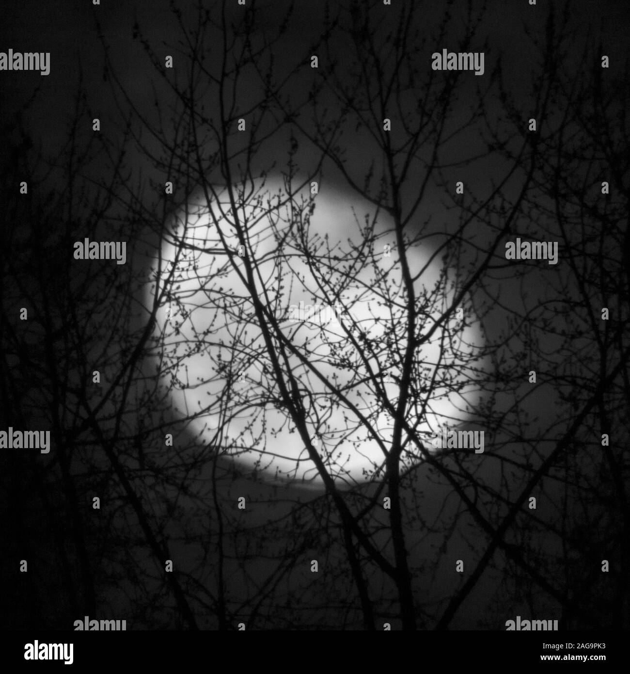 Grayscale shot of the blurring moon taken behind tree branches Stock Photo