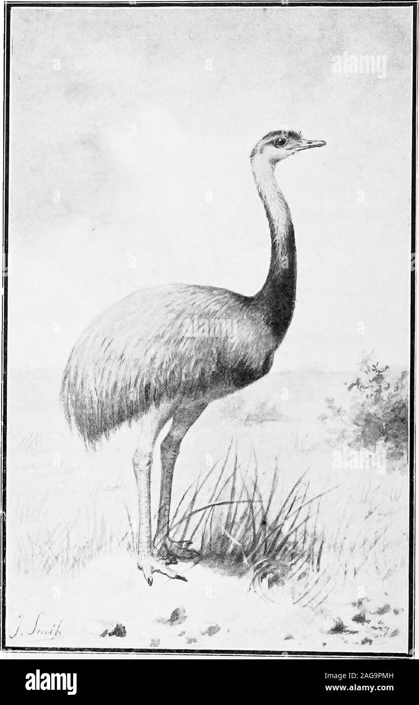 . The naturalist in La Plata. ? ? :  ?:? ,:. RHEA, OR S. AMERICAN OSTRICH. Frontispiece. THE NATURALISTIN LA PLATA W. H. HUDSON, F.Z.S. JOINT AUTHOR OF ARGENTINE ORNITHOLOGYcu31924022555019 Stock Photo