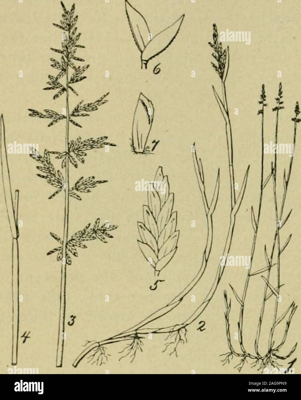 . Grasses and forage plants, by J.B. Killebrew. shade is not half so grateful nor the flowers half so beautiful. For theembellishment of yards it is the best of all grasses. W^herever blue grassflourishes homes are more inviting and beautiful; lands are more valuableand in greater demand; the people are more intelligent and cultivated,have a nobler bearing and a higher sense of honor, become more highlyeducated; domestic animals are better bred and of higher types, both forbeauty of form and for profitable marketing. In blue grass regions thereis more wealth, greater taste, more real contentme Stock Photo