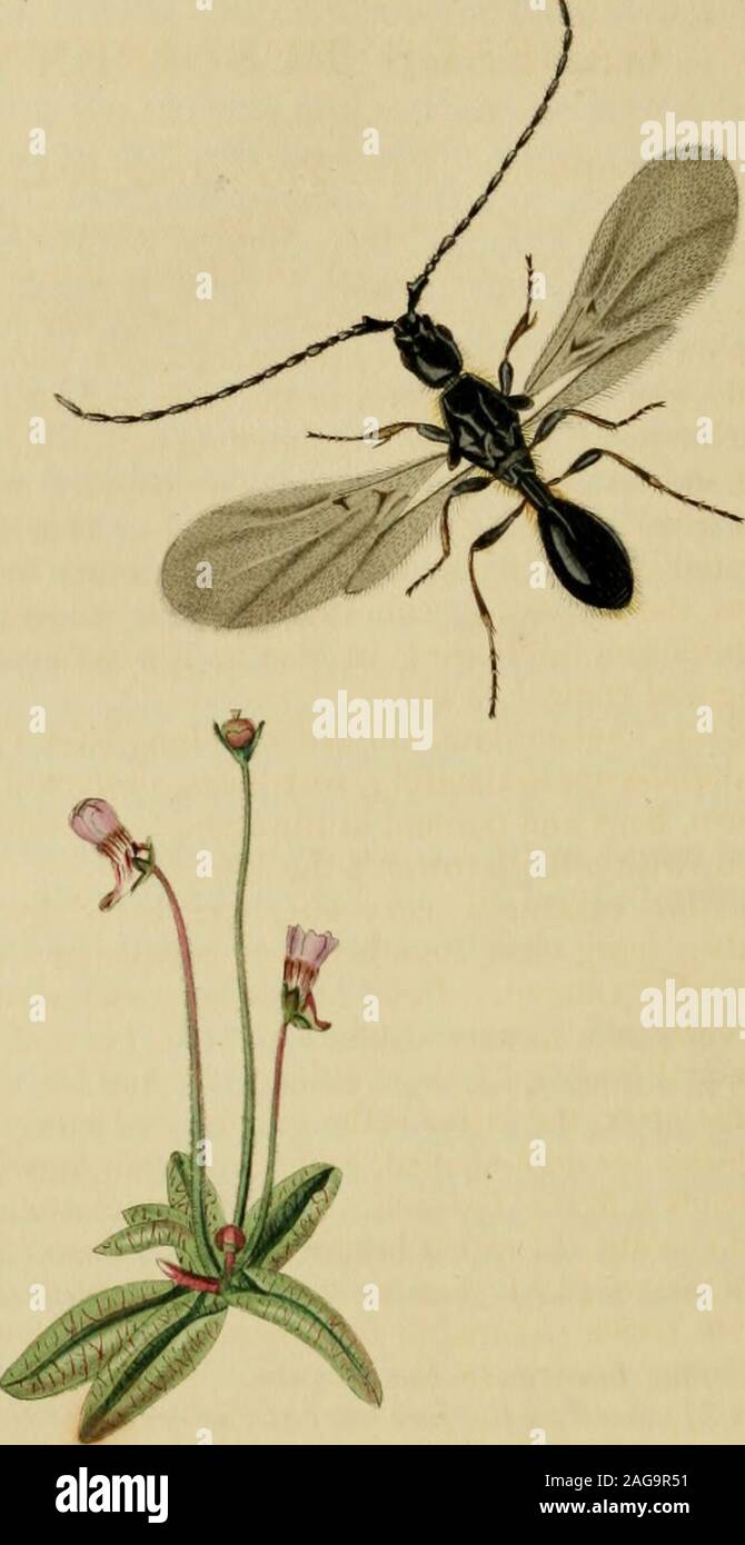Percicious Insects . British entomology; being illustrations and descriptions of the ...