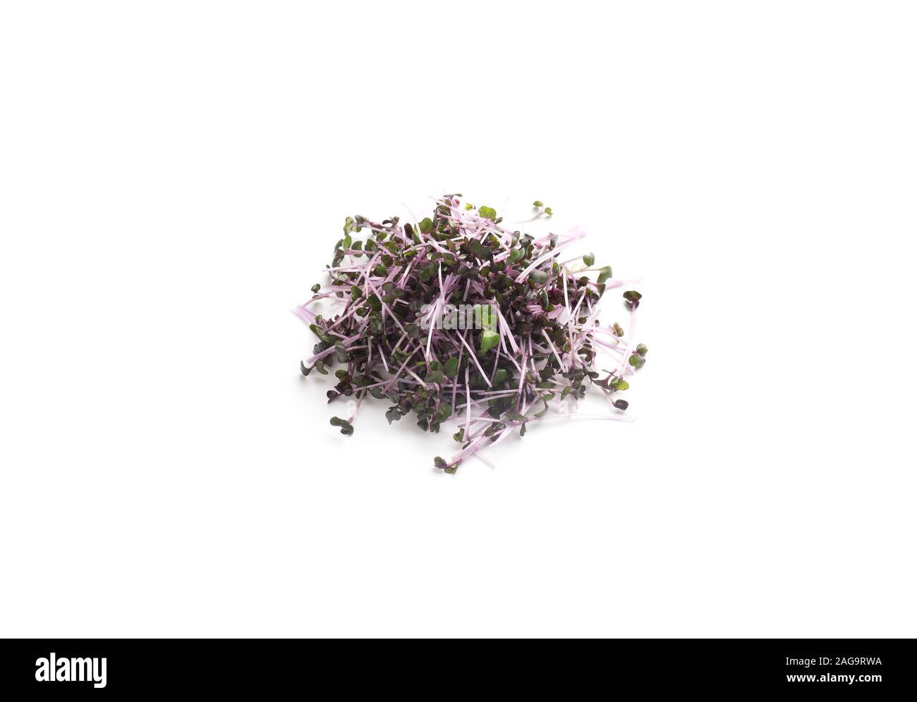 Dark purple fresh microgreens isolated on white Stock Photo