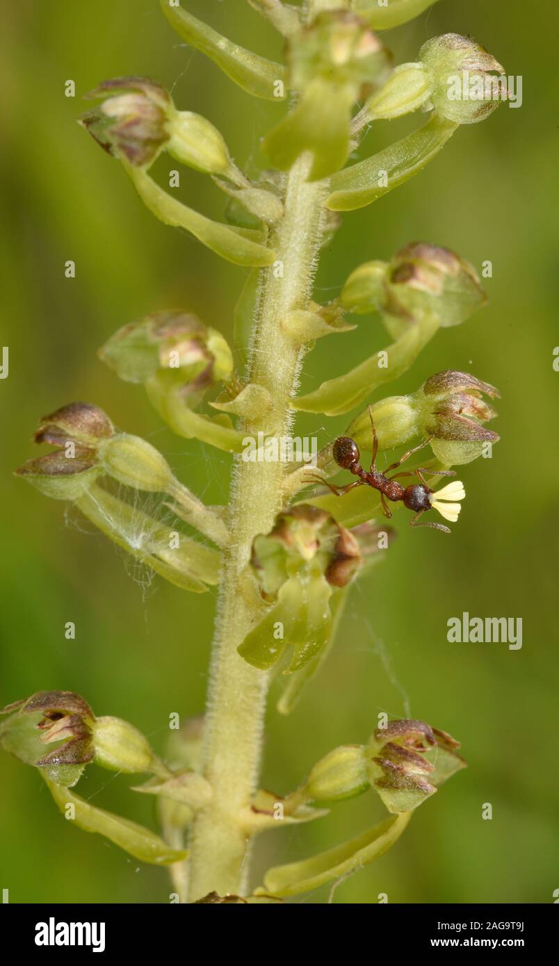 Common Twayblade Orchid (Neottia ovata) close-up showing ant with pollinia attached to its head, Kent, England, May Stock Photo