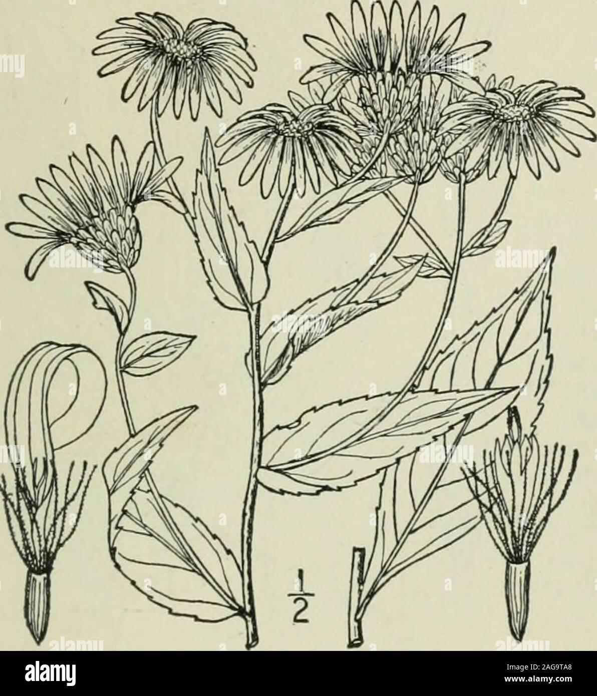 . An illustrated flora of the northern United States, Canada and the British possessions : from Newfoundland to the parallel of the southern boundary of Virginia and from the Atlantic Ocean westward to the 102nd meridian. iolet; pappus whitish; achenes nearly gla-brous. In sandy or gravelly soil, Kentucky, North Caro-lina and Georgia. Erroneously reported from NewJersey. Sept.-Oct. Gknus 31. THISTLE FAMILY 49. Aster gracilis Xutt. Slender orTuber Aster. Fig. 4330. Aster gracilis Nutt. Gen. 2 : 158. 1818. Stem slender, finely puberulent and sca-brous, corymbosely branched above, i°-ii°high. Lea Stock Photo