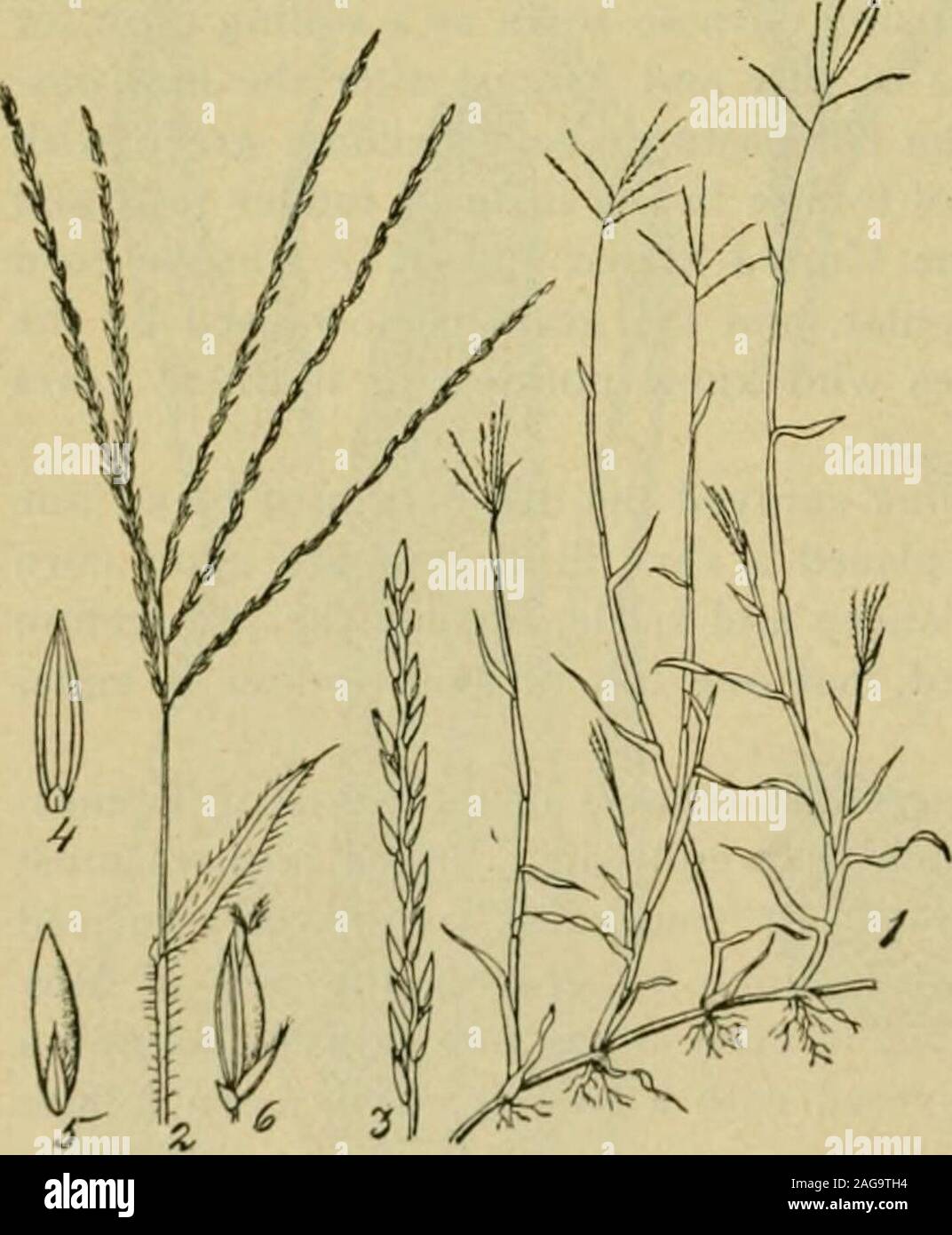 . Grasses and forage plants, by J.B. Killebrew. a later date whenheavy frosts do not occur. Itsmost intimate associate isgreen foxtail {Selaria viridis),which is totally worthlesswhen it begins to seed. Crab-grass is never sown. Whencultivation ceases it takes pos-session of the land. It isjustly regarded as an excellentpasture grass but it forms nosward. It sends out numerousstems, however, branching atthe base. Crab grass serves auseful purpose in stock hus-bandry all over the south. Itcomes on at a time when northern farmers are compelled to resort tosoiling crops in order to supply green f Stock Photo