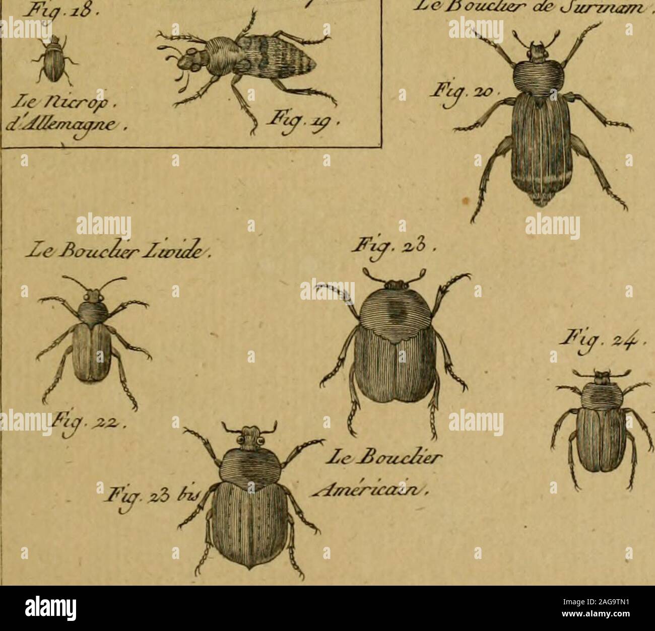 Encyclopedie Methodique Histoire Naturelle Y E J O Ncjic 0 Ic E Dar A Acaju U I Jœane Fti I Zii J Cca Afcrcaj Ze Y Eyi Ca L Icropliore 2 E Licro Fffuj Ffue Bouclier 2 C 3oucae C Jar Ia N